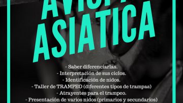 Charla taller sobre la avispa asiática
